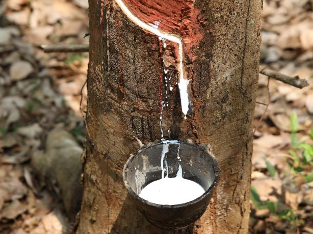 A colisão do "látex natural" com o Sloco dá ao produto um toque suave e anti-adesivo!